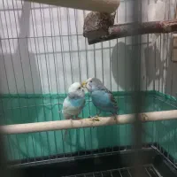 مرغ عشق  دستی