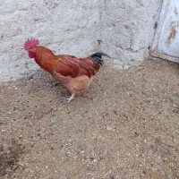 خروس جوان|حیوانات مزرعه|درگزین, |دیوار