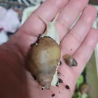 حلزون آچاتینا|خزنده|مشهد, بهمن|دیوار