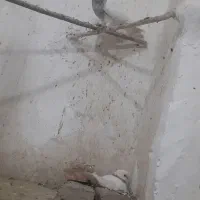 کبوتر طوقی|پرنده|سنقر, |دیوار