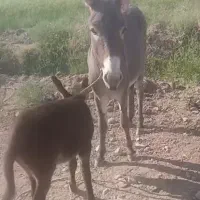 خر ماده