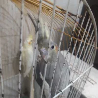 یک جفت عروس هلندی با ۳ تا جوجه