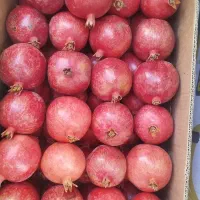 انار انار|خوردنی و آشامیدنی|مشهد, آزادشهر|دیوار