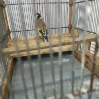 فروش‌سهره‌متولد‌قفس‌|پرنده|محلات, |دیوار