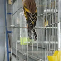 فروش قناری و سهره قناری|پرنده|قزوین, |دیوار