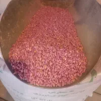 بدر گندم پیشگام