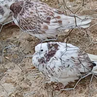 جوجه غریبگیری|پرنده|هشتگرد, ینگی امام|دیوار