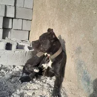 نر پیت بول چال