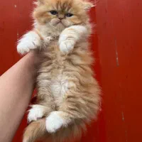 پرشین اشرافی