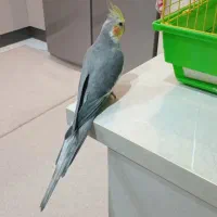 عروس هلندی|پرنده|آبیک, |دیوار