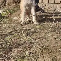 شیتزو|سگ|تاتار علیا, |دیوار