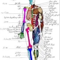 ماساژ درمانی