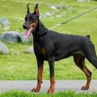 ماده پینجر بلوطی سگ گارد خانواده