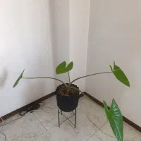 گل بابا آدم