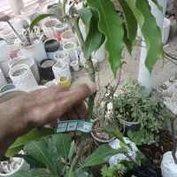 انبه پیوندی موجودشد