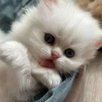 پرشین سفید صورت شامپاینی ۲ماه نیمه