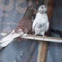 5 کبوتر پرشی نامبر وان