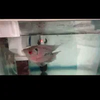 ماهی آکواریومی