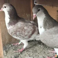 کبوتر کفتر شهرستانی وتهرانی عالی|پرنده|پاکدشت, پاکدشت (مامازند)|دیوار