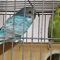 مرغ عشق|پرنده|محمدشهر, محمدشهر|دیوار