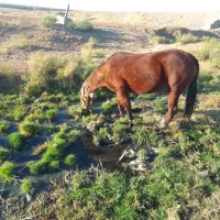 اسب|حیوانات مزرعه|هریس, |دیوار