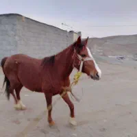 اسب مادیان ۳ ساله