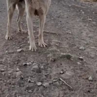 سگ پژدر|سگ|سنقر, |دیوار