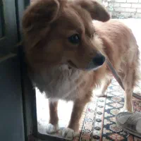 سگ روباهی معاوضه یا فروش|سگ|قهدریجان, |دیوار