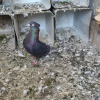 کبوتر سوسنی نر|پرنده|شاهینشهر, شهرک پردیس|دیوار