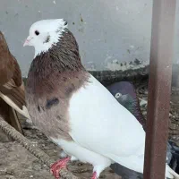 تعدادی کبوتر خوب معاوضه
