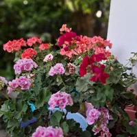 گل وگیاه، نهال میوه و مرکبات