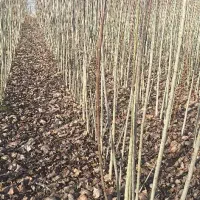 نهال صنوبر 1ساله (سایز درشت)|گل و گیاه طبیعی|میاندوآب, |دیوار