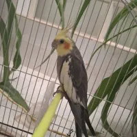 عروس هلندی نر بالغ