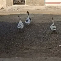 غاز محلی|حیوانات مزرعه|کومله, |دیوار