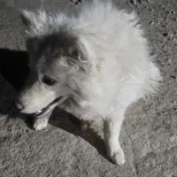 سگ سامویید قیمت توافقی|سگ|یزد, |دیوار