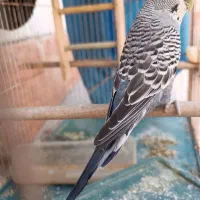 مرغ عشق ماده زیبا|پرنده|بهبهان, |دیوار