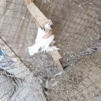 کبوتر|پرنده|اصفهان, ارزنان|دیوار