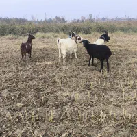 بز ابستن|حیوانات مزرعه|خان ببین, |دیوار