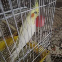 عروس هلندی  نروماده|پرنده|زابل, |دیوار