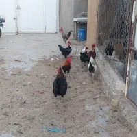 ۶عددخروس بزرگ محلی جوان دونه ۶۰۰ت