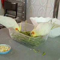 فروش گرینچیک و عروس هلندی|پرنده|همدان, |دیوار