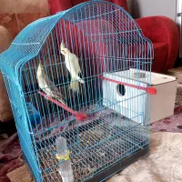 یک جفت عروس هلندی زیبا وخوش رنگ و خوش صدا