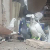 فروش تعدادی پلاکی رنگ روشن زرنگ و زد خوردی
