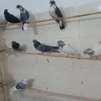 یه کوله کفتر پرشی|پرنده|نیمروز, |دیوار