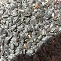 تخمه روغنی وکانادایی