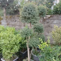 شمشا د طلایی|خدمات باغبانی و درختکاری|رامسر, |دیوار