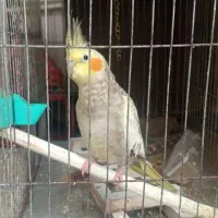 عروس هلندی قل باقالی