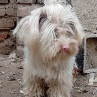 سگ پاکوتاه پشمالو|سگ|گنبد کاووس, |دیوار