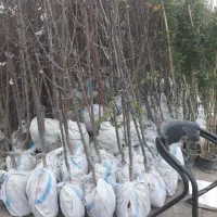 نهال میوه درجه یک وتازه رسید