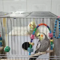 یک جفت عروس هلندی